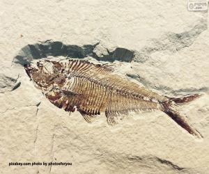 yapboz Balık fosili